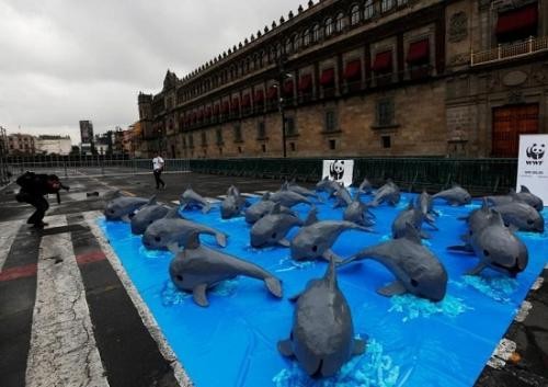 環保組織籲拯救加灣鼠海豚。（圖片來源：互聯網）