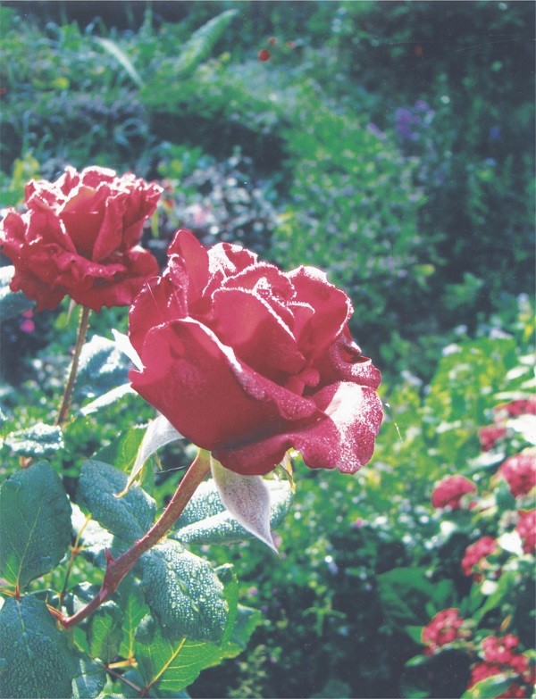 曾廣健拍攝作品