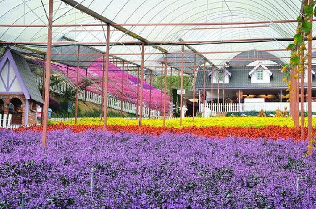 金馬倫－－馬來西亞高原上 “小英國” ảnh 2