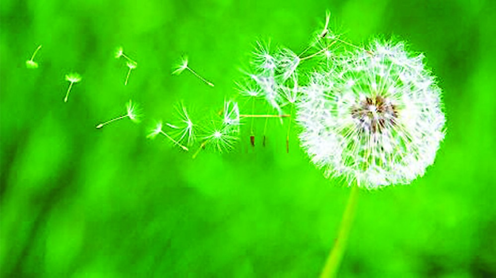 蒲公英的身影