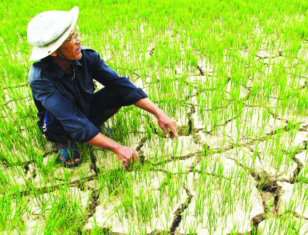 九龍江平原海水入侵乾旱災害。