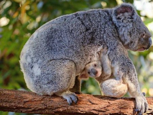 （圖源：互聯網）