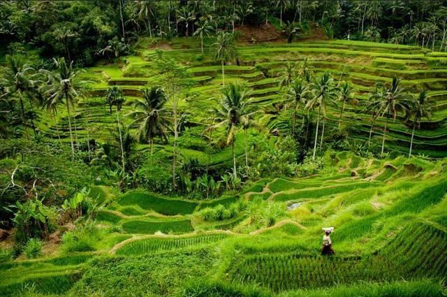 巴厘島──熱帶風情天堂（下） ảnh 1