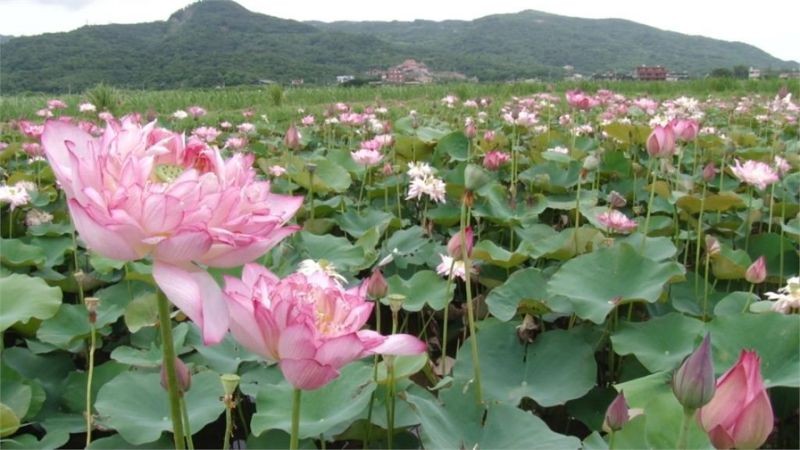 （示意圖源：互聯網） 