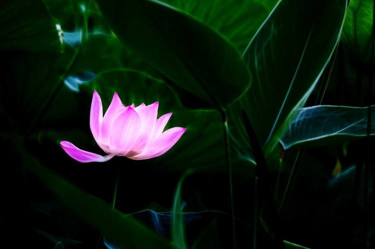 （圖源：互聯網） 