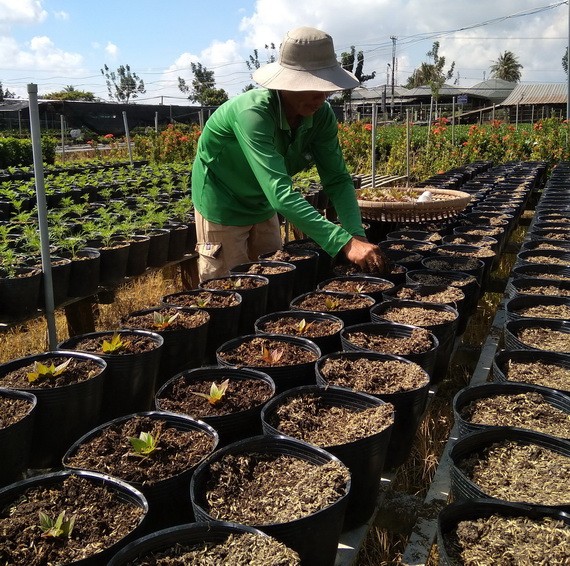 花農正培育花苗，準備為春節市場服務。