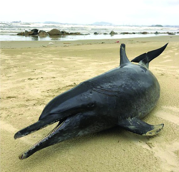 在廣義海灘發現 60 公斤鯨魚屍體