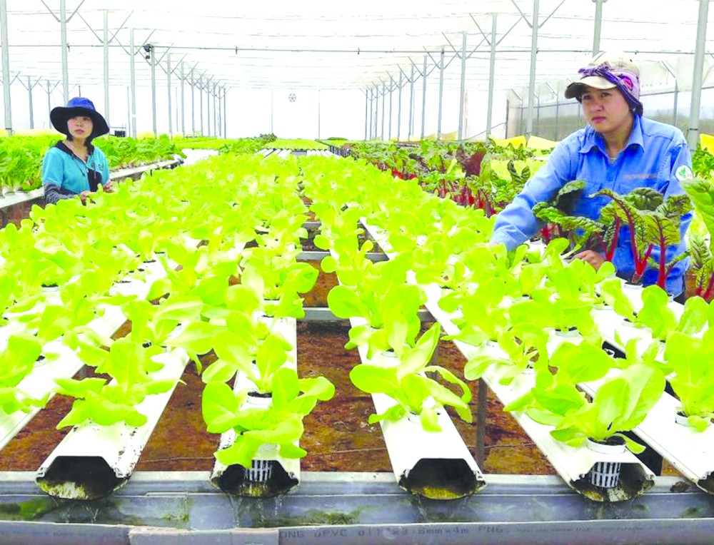 本市不少有機農業模式取得美國農業部國際認證。