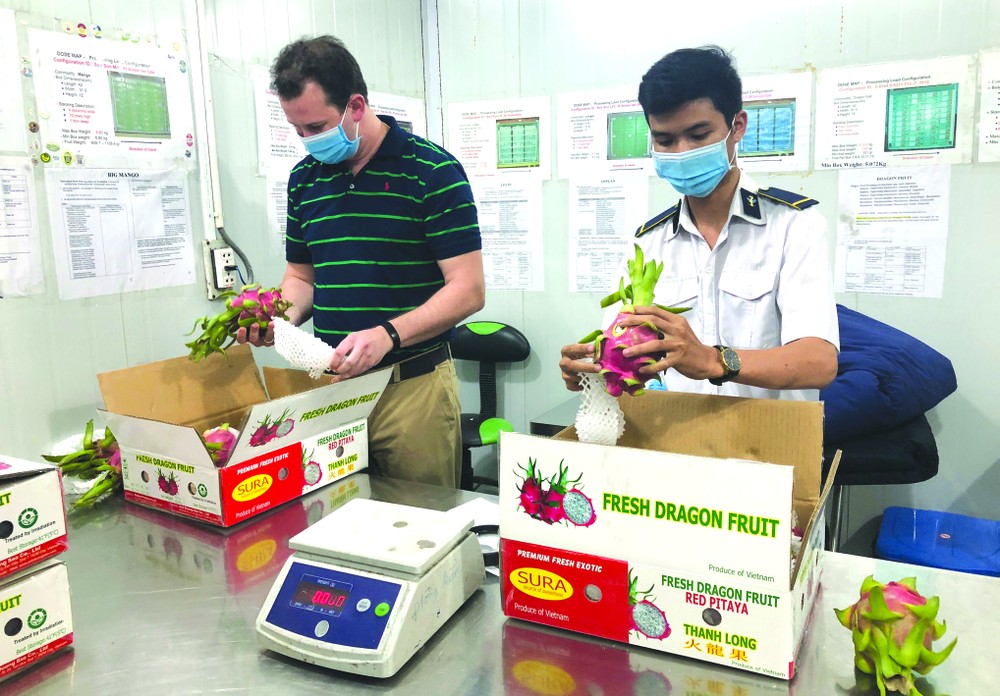 美國專家在檢查準備出口的火龍果。