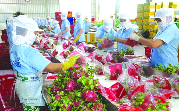 出口中國的火龍果。