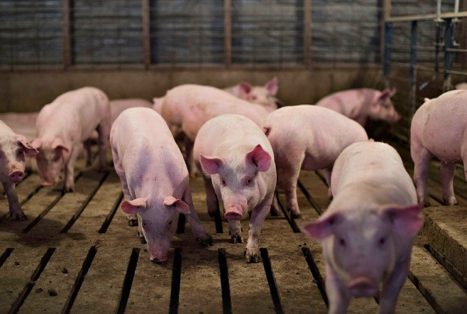 （示意圖源：互聯網） 