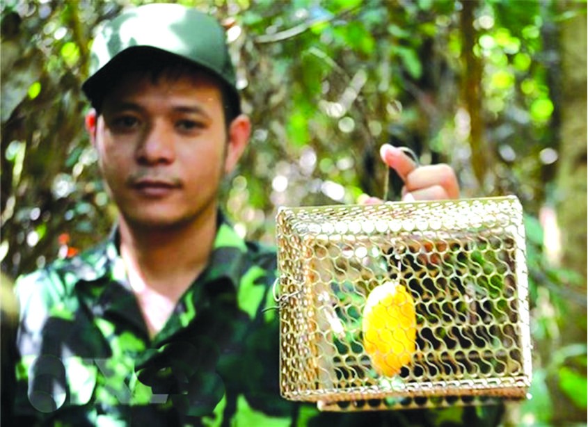 民眾反映在山茶半島設有許多捕獵陷阱的報訊，昨(26)日，峴港市山茶郡人委會已頒行第703號《公文》嚴懲在山茶半島設陷阱捕獵動物的行徑。