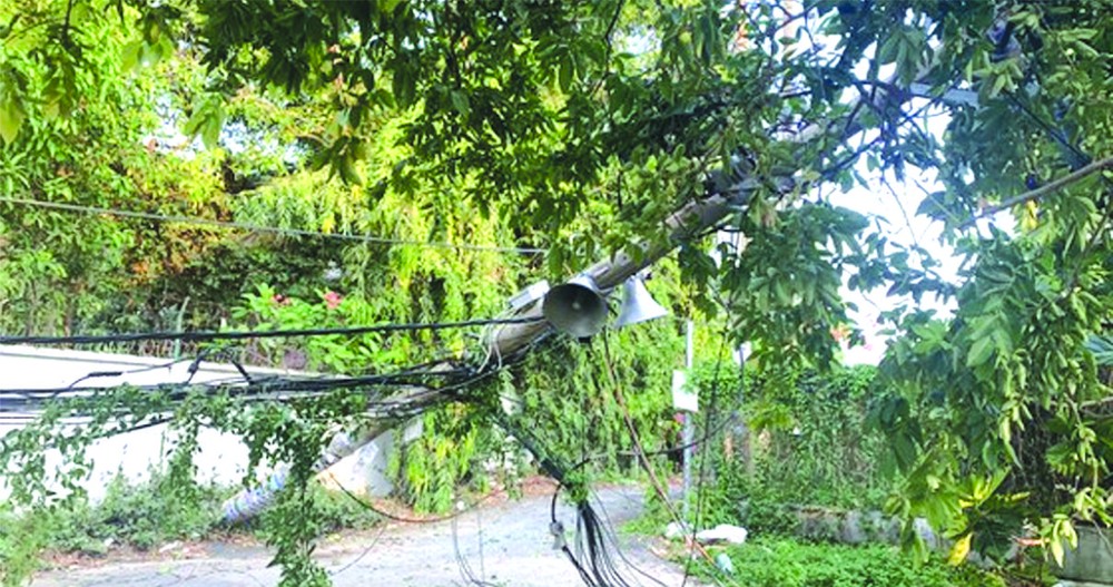 一根電線桿倒下壓住電線和一棵樹。