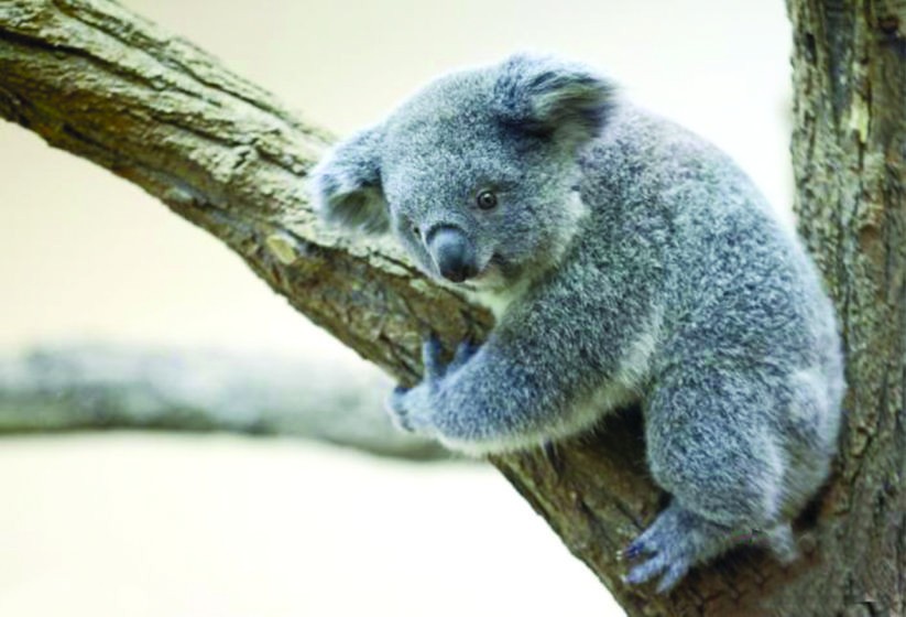 一隻考拉抱著樹枝。
