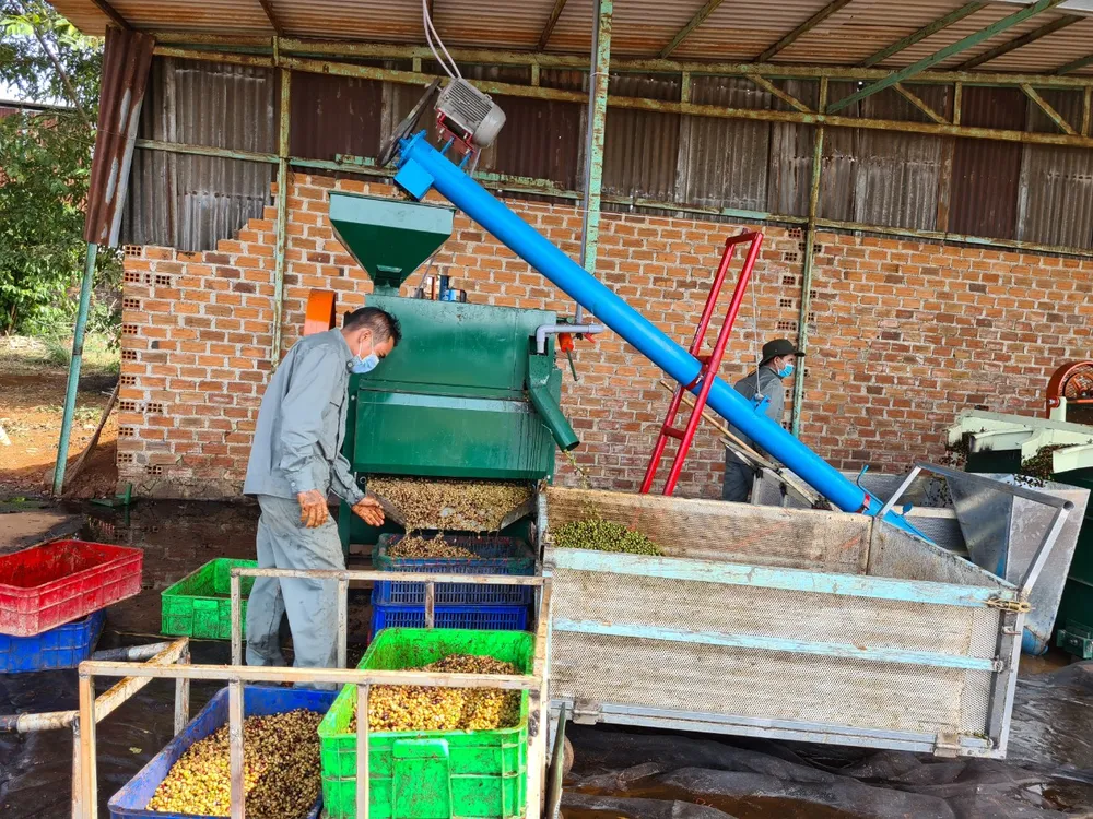 Giá cà phê tại thị trường Việt Nam tăng quá cao trong thời gian ngắn, khiến tăng áp lực lên chuỗi cung ứng. Ảnh: ĐỨC TRUNG IMG_20240411_134509.jpg