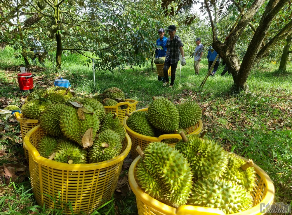 Nông dân tỉnh Tiền Giang thu hoạch sầu riêng tại vườn