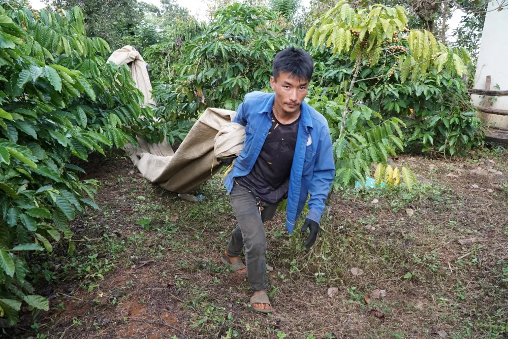 Một nông trại cà phê tại TP Gia Nghĩa, tỉnh Đắk Nông. Ảnh: ĐỨC TRUNG CFDakNong (1).JPG