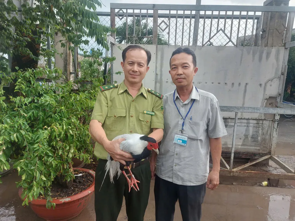 Chi cục Kiểm lâm TPHCM tiếp nhận gà lôi trắng đi lạc trên địa bàn phường An Phú Đông z6922711304927_7ddeaa22f48c9ea38bf872b4d9bee616.jpg