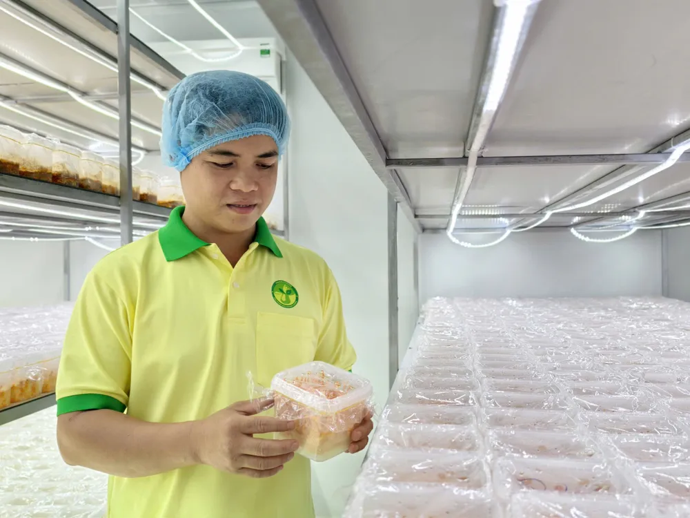 Anh Trần Tài, nông dân trẻ của xã Kim Long (TPHCM) bên sản phẩm nấm đông trùng hạ thảo z7169555113619_a4c0a0afae5d5a64168d1ea43b3fbc4a.jpg