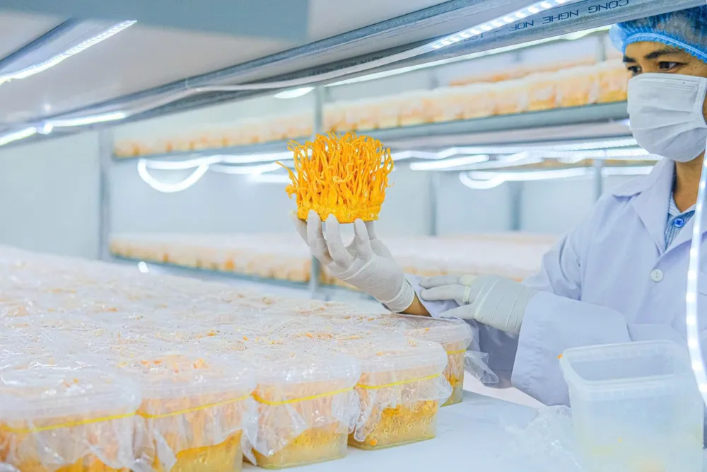 Sản phẩm trà túi lọc đông trùng hạ thảo, nấm đông trùng hạ thảo khô và nước đông trùng hạ thảo do công ty anh Trần Tài sản xuất được công nhận sản phẩm công nghiệp nông thôn TPHCM tiêu biểu z7169555241853_35a2c4c2ad0cb1c2f10cdd31a3d9a422.jpg