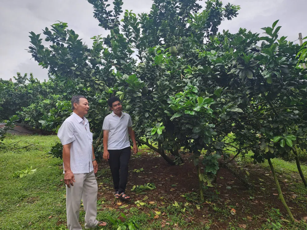 Anh Hồ Hoàng Kha cùng các xã viên thăm vườn bưởi z7178231198015_823b317c101b71e1a78d9f64580b866c.jpg