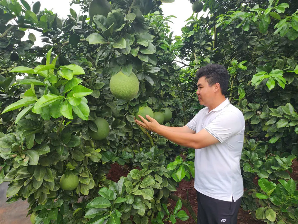 Nông dân trẻ Hồ Hoàng Kha bên vườn bưởi trái vụ đang cho thu hoạch z7178231239257_5eed6d3d0d497509625d4d399c9b5df9.jpg