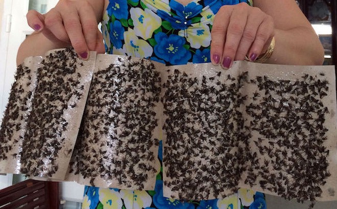 在Kwong Lung Meko公司周邊約500米半徑範圍內(茶諾坊第4區域)，遭受蒼蠅肆虐。（資料圖：明英）