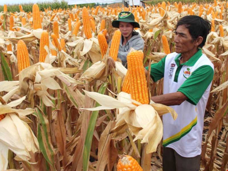 在同奈省種植的轉基因玉米。