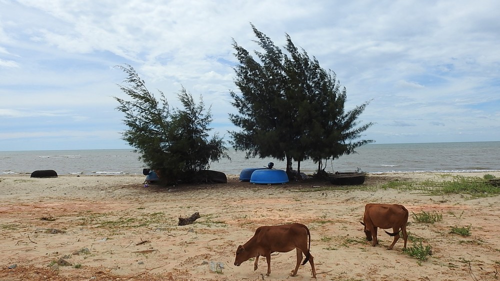 EVN申請在該省的海岸及海洋排放350萬立方米廢棄物，目的是為廣澤熱電中心項目服務。（圖片來源：SGGP）