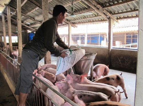 在生產、加工及經營飼料中，使用違禁劑將被嚴懲。（示意圖：互聯網）