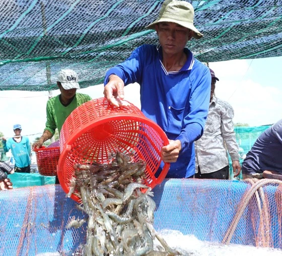 Thu hoạch tôm tại ĐBSCL. Ảnh: Tấn TháI