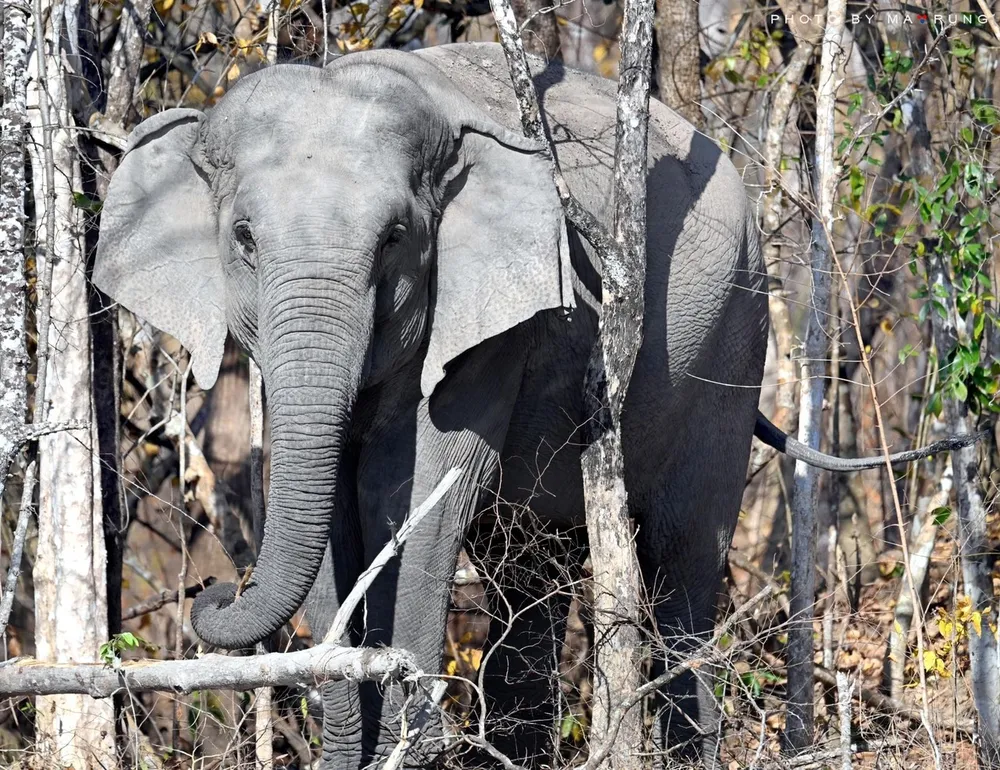 Voi châu Á tại Vườn quốc gia Yok Đôn Đắk Lắk Voi châu Á tại Vườn quốc gia Yok Đôn Đắk Lắk