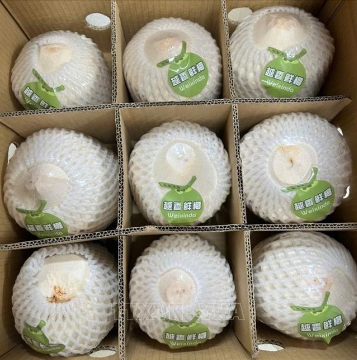 近22吨越南新鲜椰子通过北仑二号口岸出口中国市场。