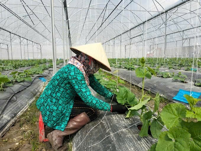 永隆省农业有不少发展潜力。