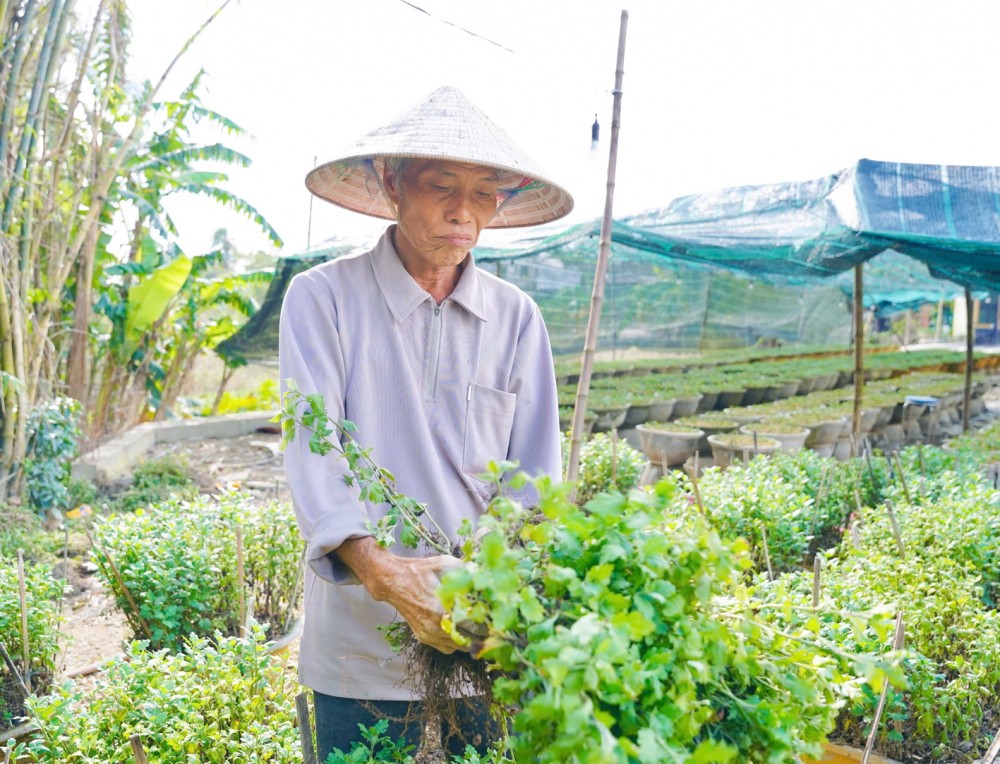 顺化市清水坊花农在洪水过后承受重大损失。