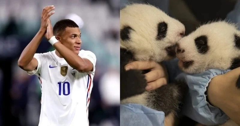 Mbappe - "Cha đỡ đầu" của cặp gấu trúc sinh đôi tại Pháp