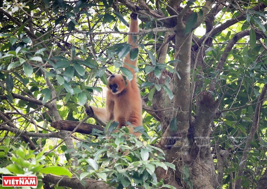 Cuc Phuong named Asia’s leading national park ảnh 2 Cuc Phuong named Asia’s leading national park ảnh 2
