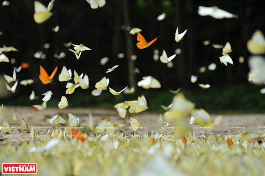 Cuc Phuong named Asia’s leading national park ảnh 4 Cuc Phuong named Asia’s leading national park ảnh 4