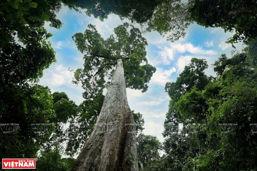 Cuc Phuong named Asia’s leading national park ảnh 6 Cuc Phuong named Asia’s leading national park ảnh 6