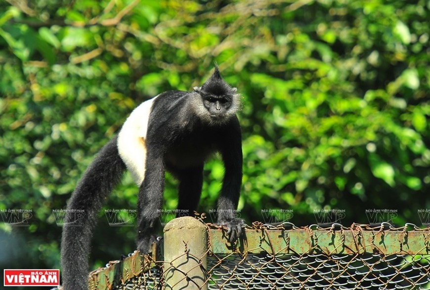 Cuc Phuong named Asia’s leading national park ảnh 7 Cuc Phuong named Asia’s leading national park ảnh 7