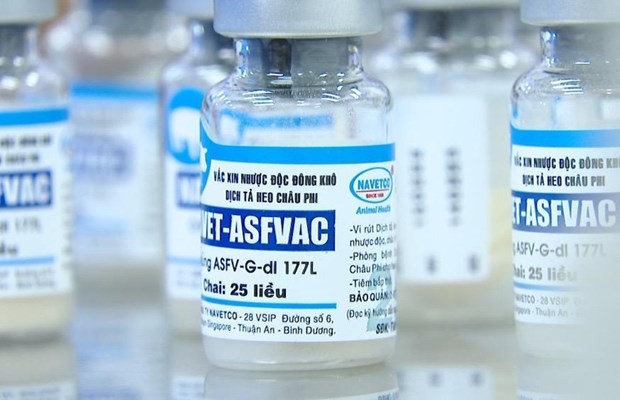 Vietnam becomes 1st country to authorize commercial circulation of ASF vaccine ảnh 1 Vietnam becomes 1st country to authorize commercial circulation of ASF vaccine ảnh 1