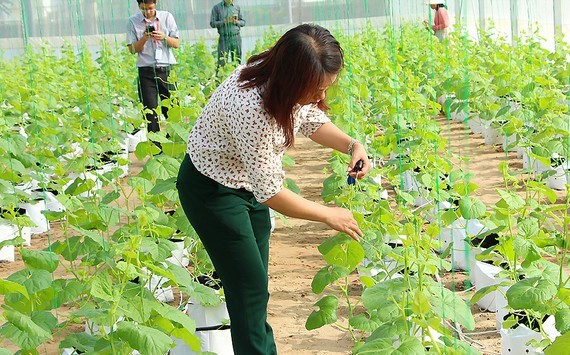 Ministry expects new policies for farm economic development ảnh 2 Ministry expects new policies for farm economic development ảnh 2