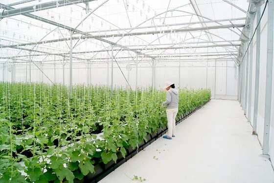 Ministry expects new policies for farm economic development ảnh 1 Ministry expects new policies for farm economic development ảnh 1