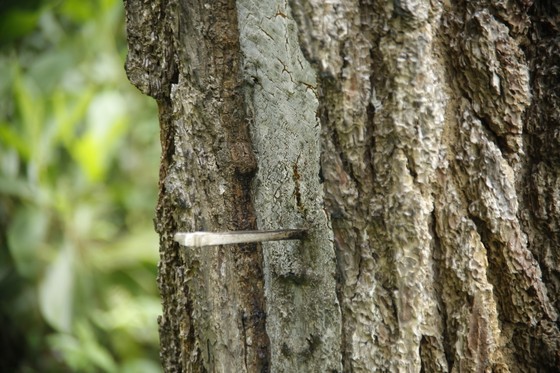 Nearly 200 35-year-old pine trees in Quang Nam Province poisoned, chopped down ảnh 2 Nearly 200 35-year-old pine trees in Quang Nam Province poisoned, chopped down ảnh 2