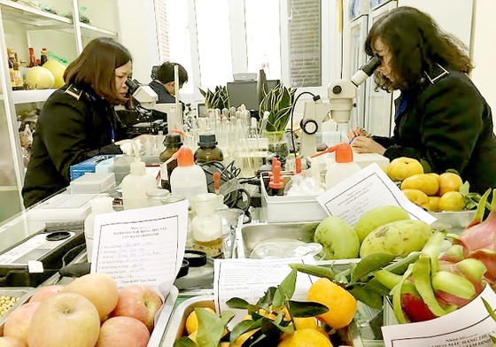 Plant quarantine officers check the quality of exported fruits at Tan Thanh Border Gate in Lang Son Province. (Photo: SGGP) Plant quarantine officers check the quality of exported fruits at Tan Thanh Border Gate in Lang Son Province. (Photo: SGGP)