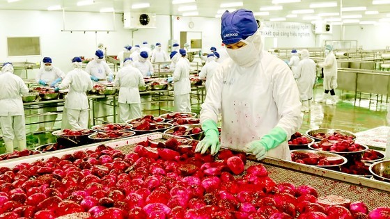 Processing dragon fruit for export in Long An Province. (Photo: SGGP)