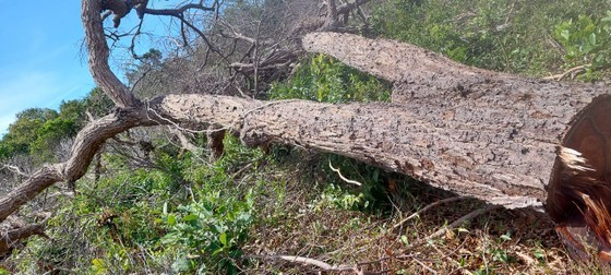 Many large trees in Ta Cu Nature Reserve are cut down. (Photo: SGGP)