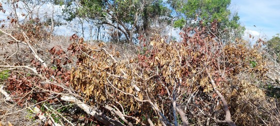 The destroyed forest area is up to 19,900 square meters. (Photo: SGGP)