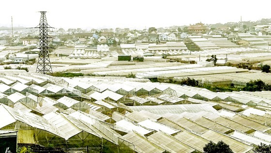 The development of greenhouses and net houses in Da Lat without proper control has affected the landscape and environment. (Photo: SGGP) The development of greenhouses and net houses in Da Lat without proper control has affected the landscape and environment. (Photo: SGGP)