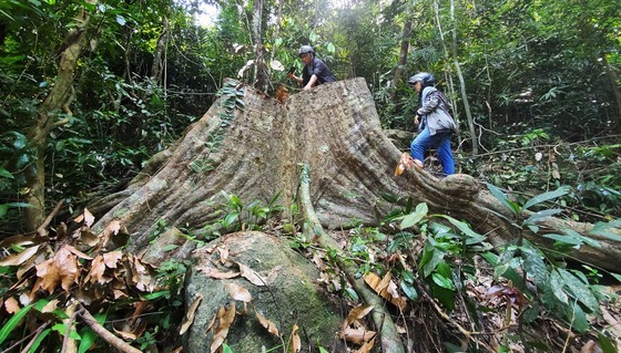 Hundreds of years old ancient trees are being cut down in the midst of Van Canh protective forest. (Photo: SGGP)